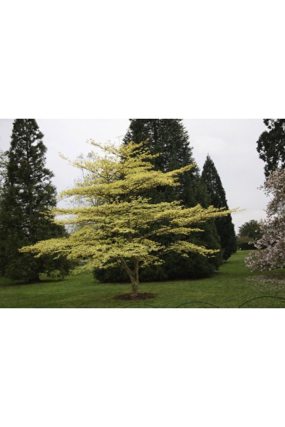 Дерен Варієгата догляд